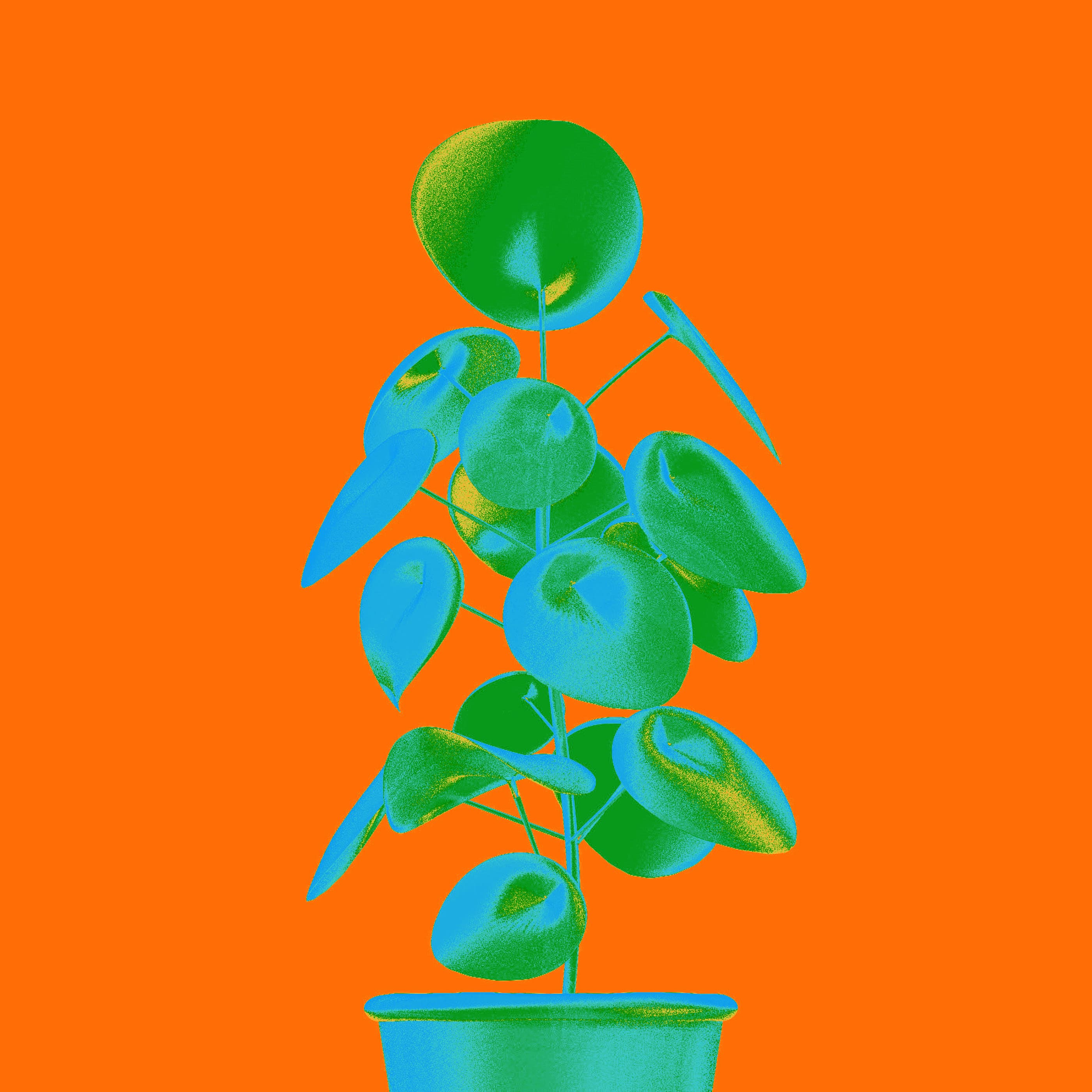Folium