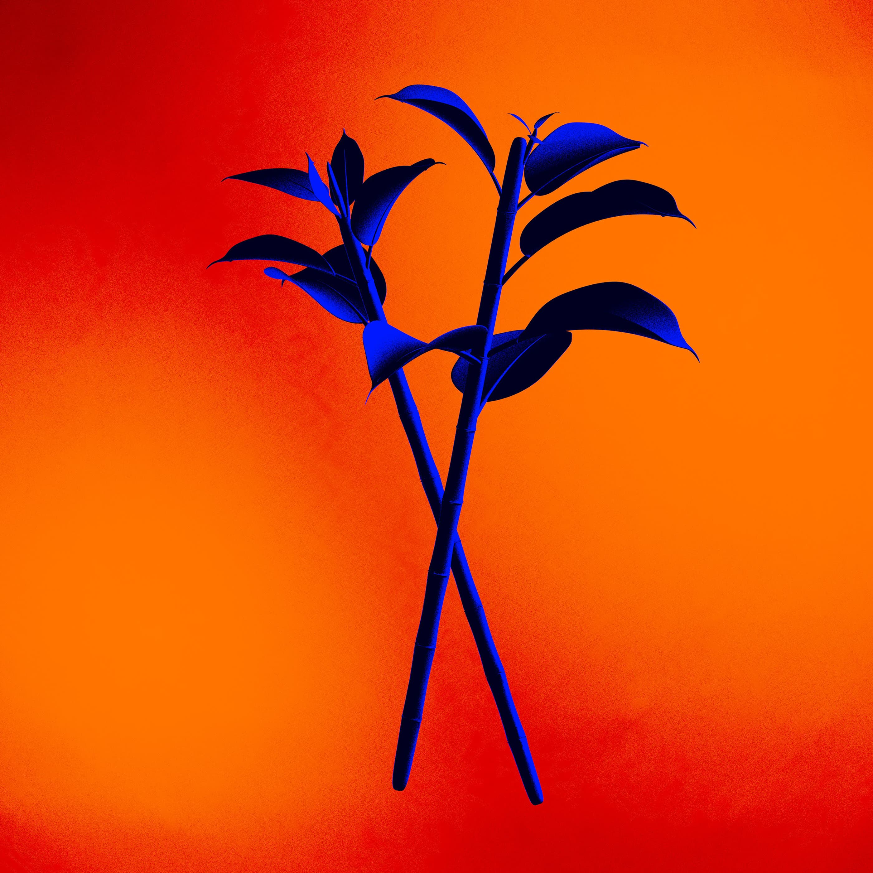 Folium